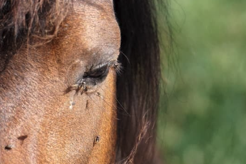 Problème cheval été